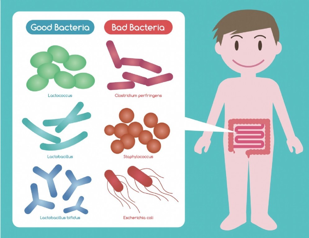 La composizione dei batteri intestinali "buoni" e "cattivi"