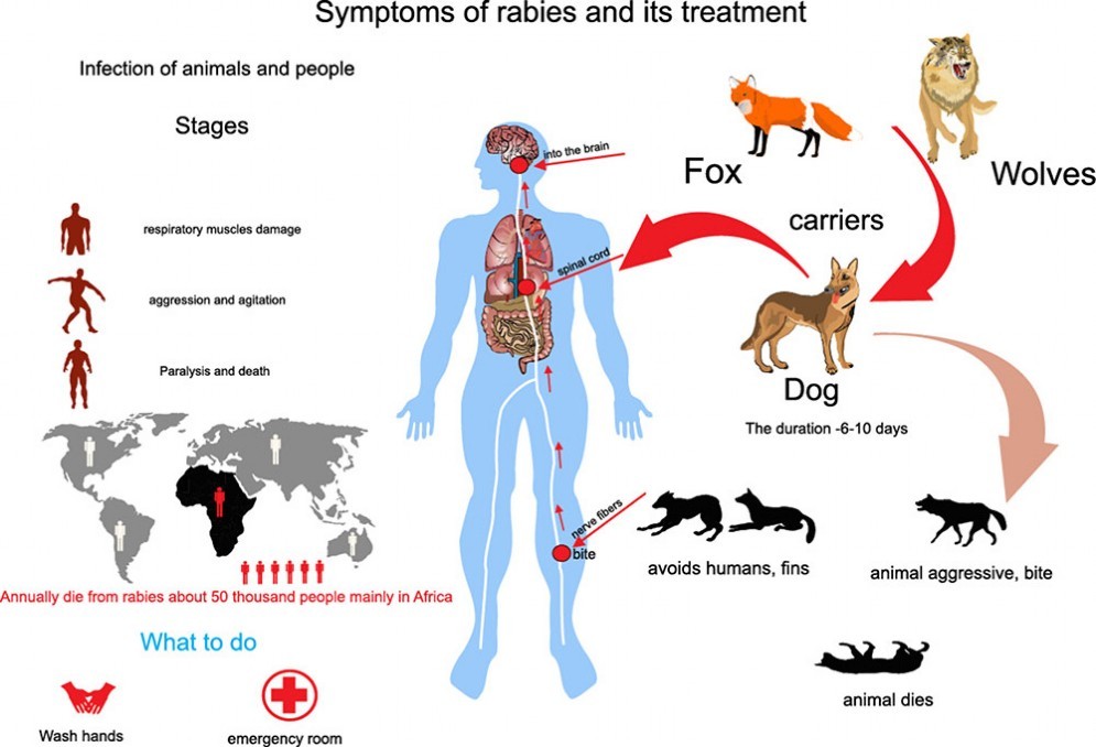 Giornata mondiale della Rabbia, i consigli per prevenire l’infezione