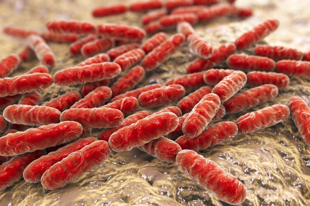 Lattobacilli visti al microscopio. Hanno la classica forma a bastoncello