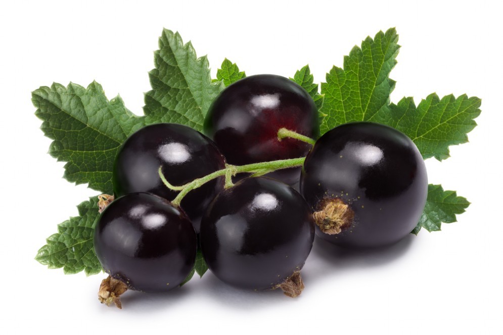 Ribes nero contro il mal di gola