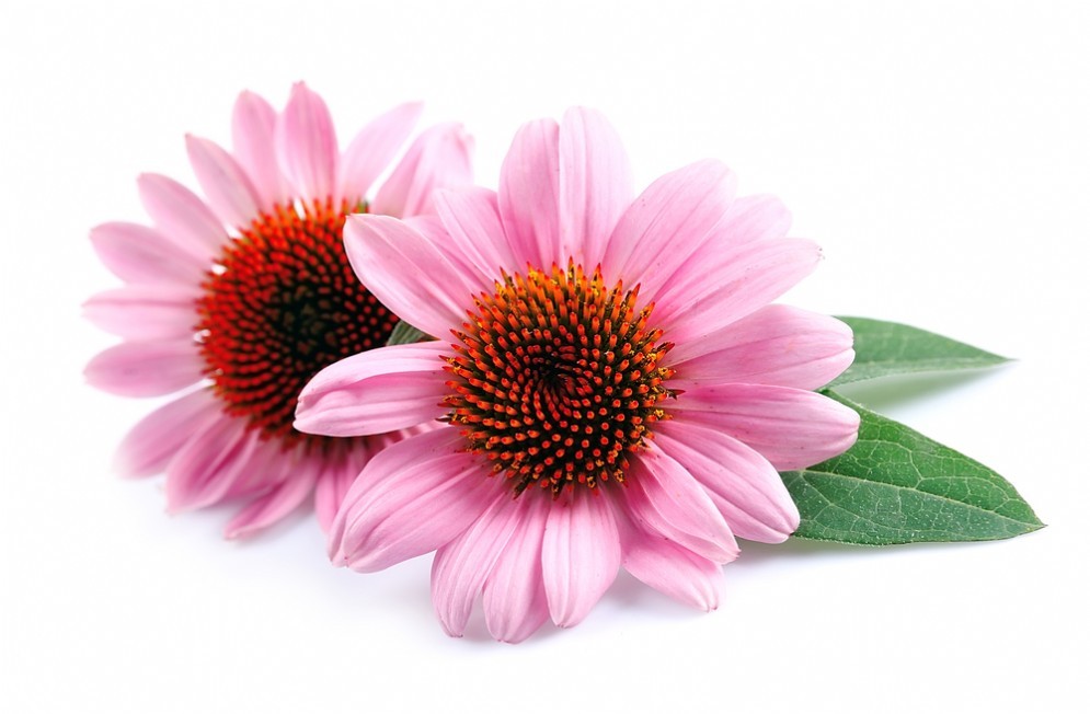 Le proprietà dell'Echinacea contro l'influenza