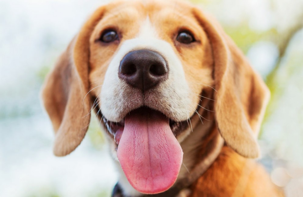 Un beagle di nome Dante ha salvato la vita alla sua proprietaria