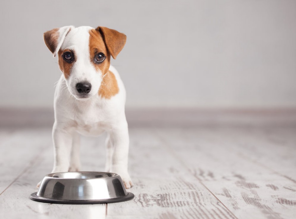 Un cibo per cani contiene un farmaco pericoloso
