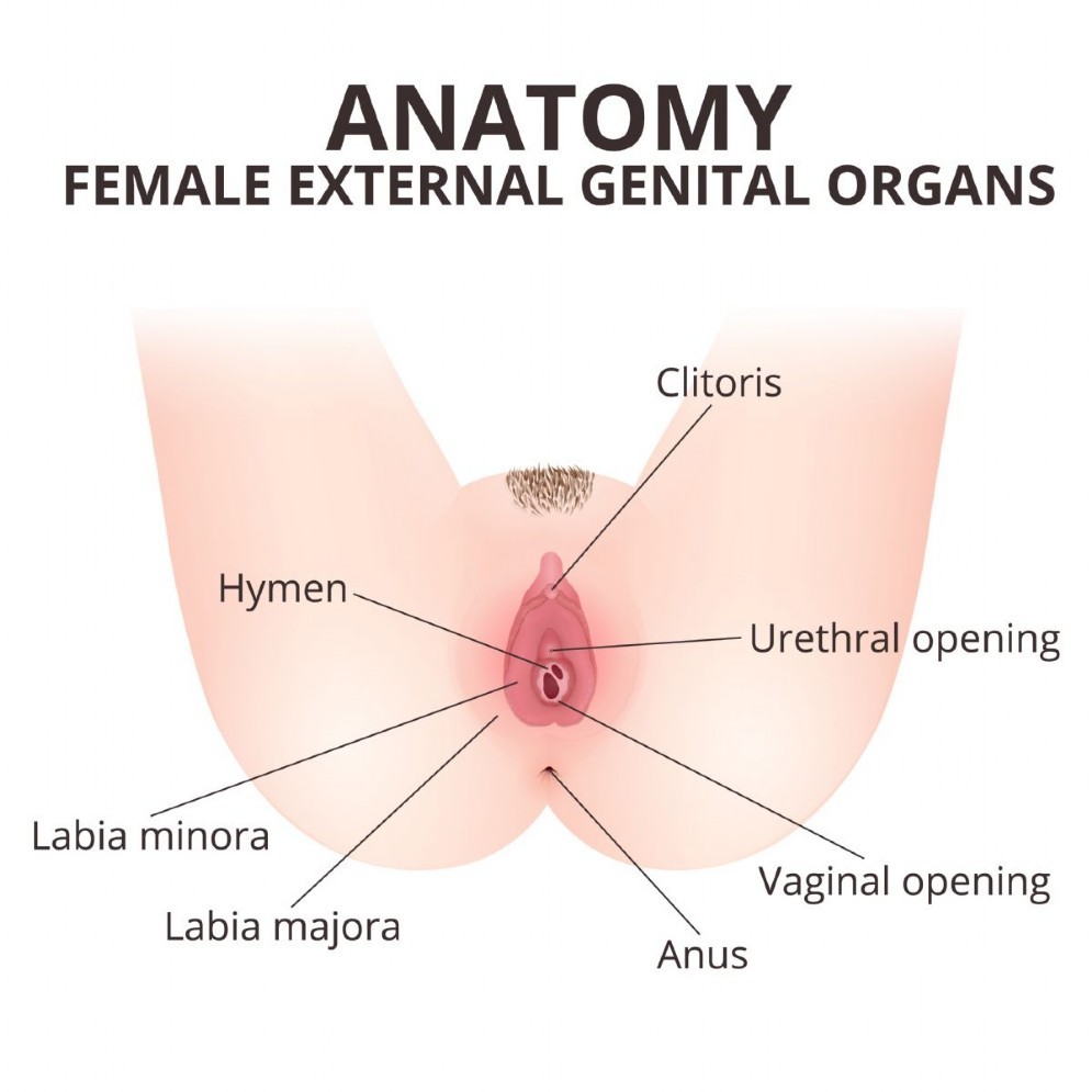 Anatomia della vulva