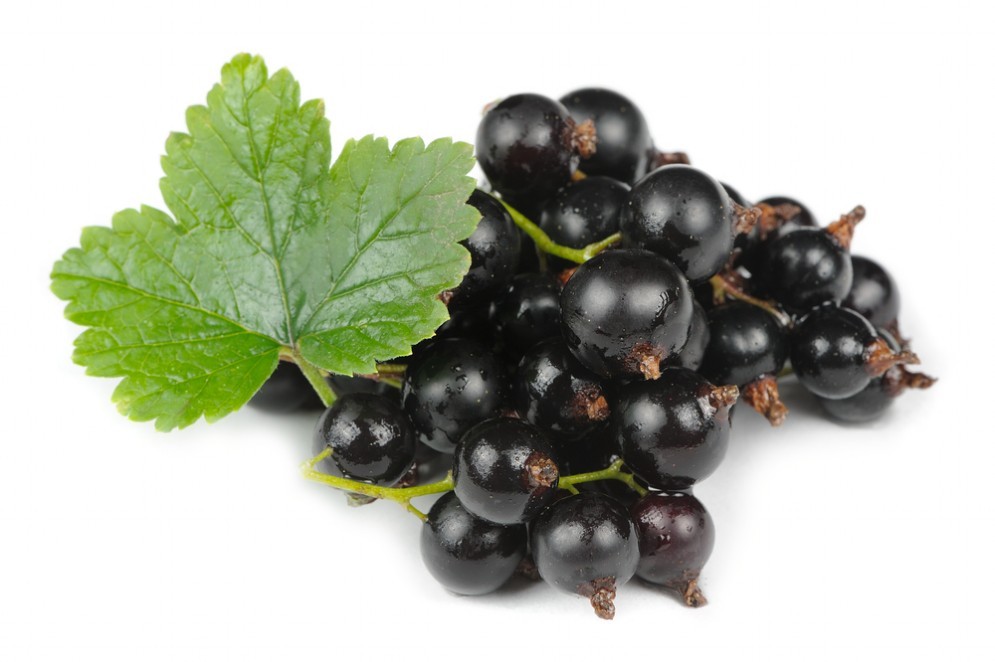 Ribes Nigrum