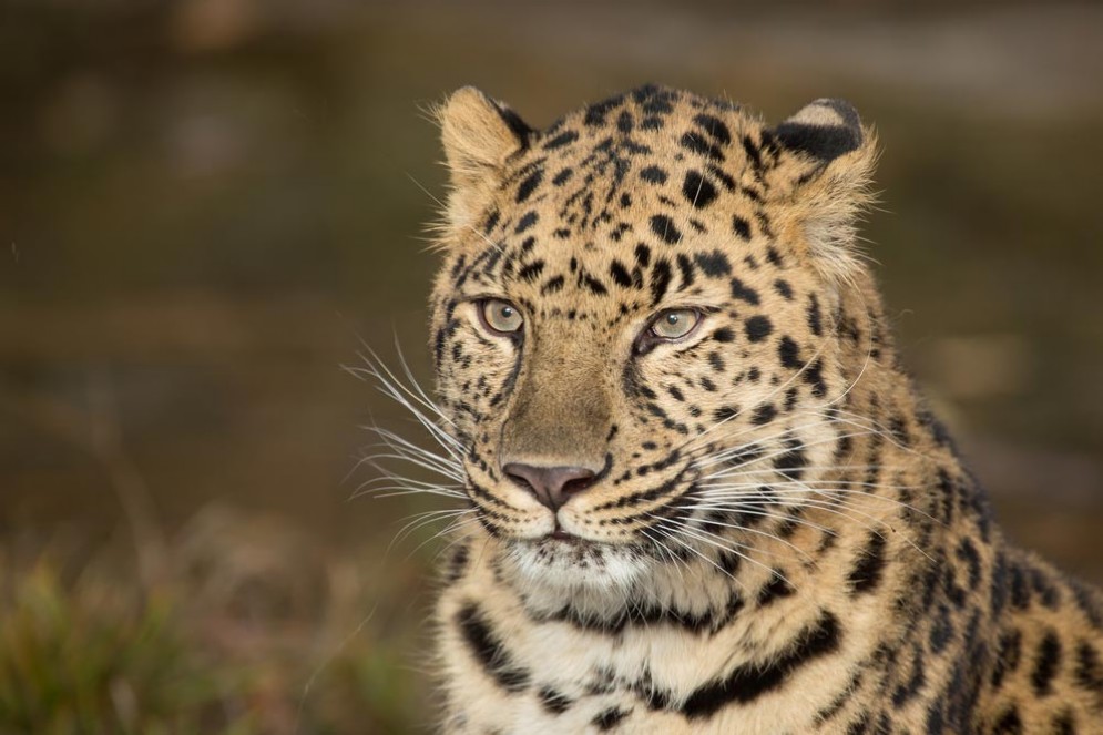 Lo scontro tra un leopardo e un serpente boa