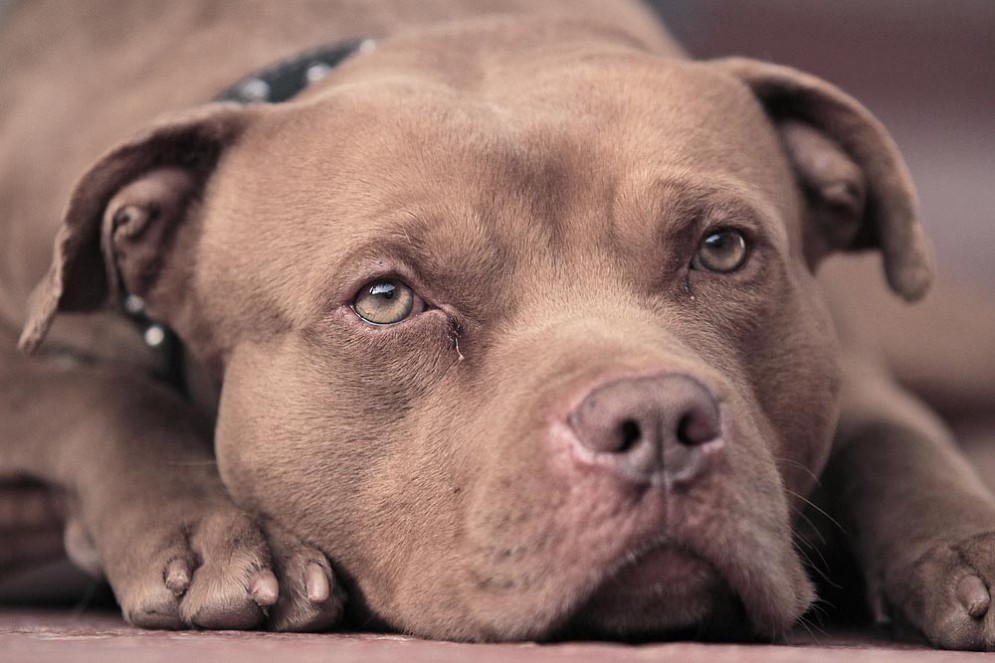 Un pitbull, un cane ritenuto pericoloso
