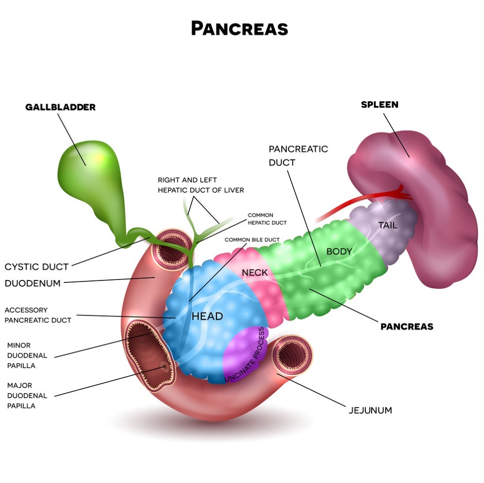 Pancreas