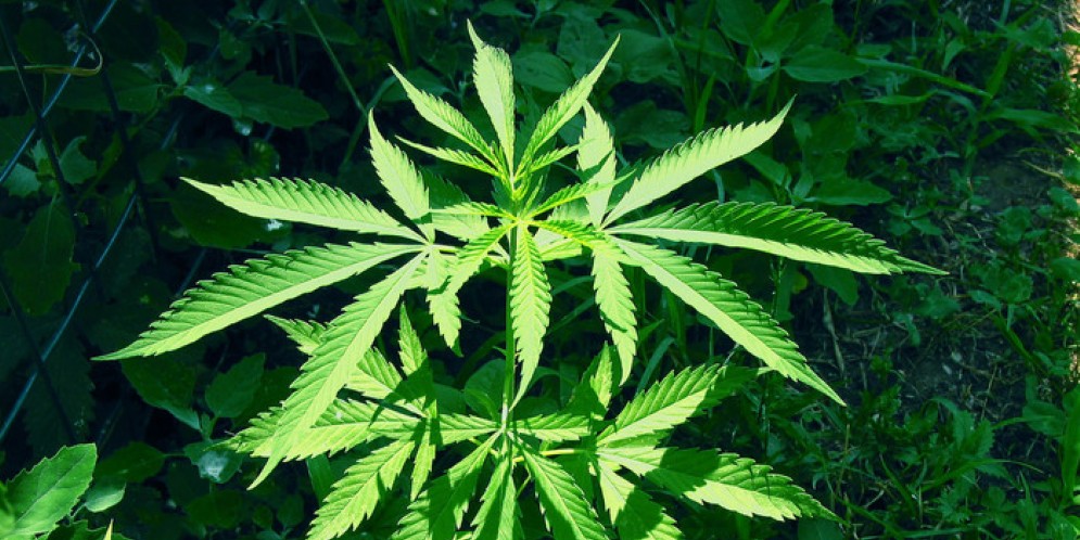 Quanto vale il mercato della Cannabis legale