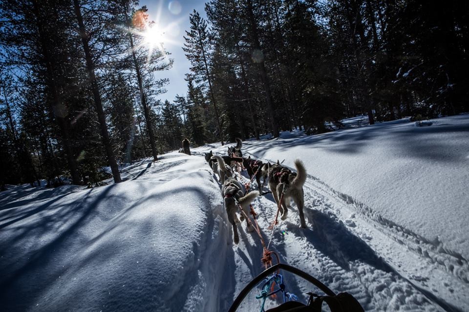 Gita con gli huski in mezzo alla foresta