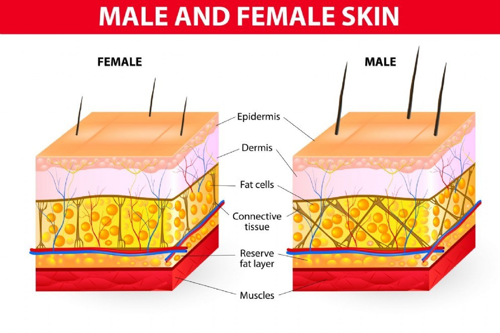 Conformazione del tessuto adiposo nella donna e nell'uomo