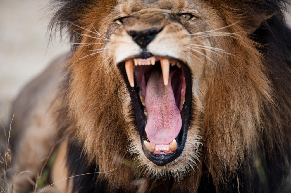 Un leone attacca un leopardo