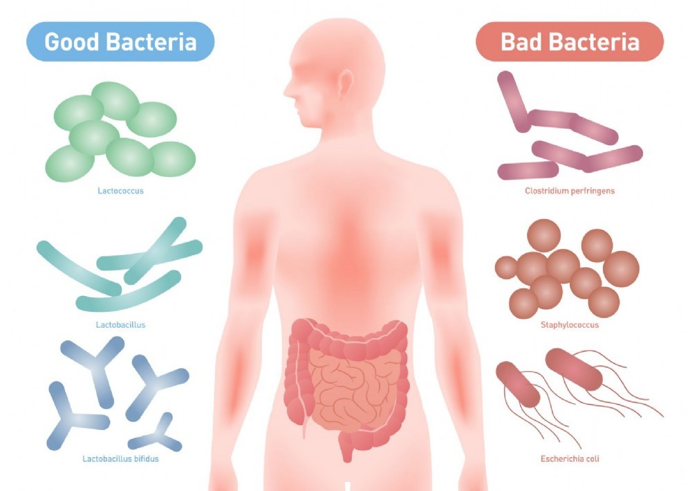 I batteri "buoni" e "cattivi" che popolano il nostro intestino
