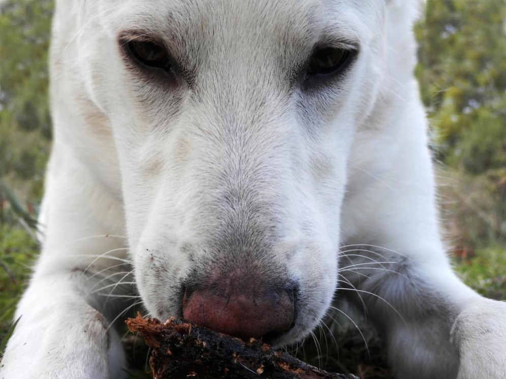 Un cane di nome Angelo ucciso barbaramente