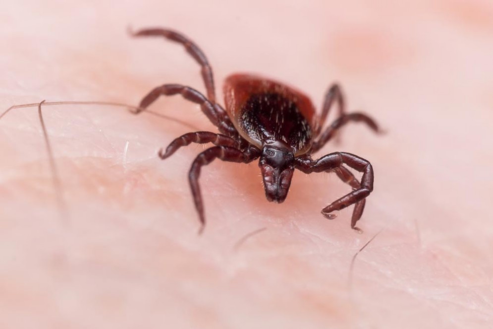 Pericolo zecche, ora c'è anche il virus Powassan