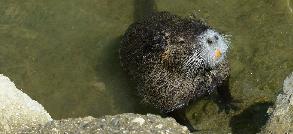 Nutrie