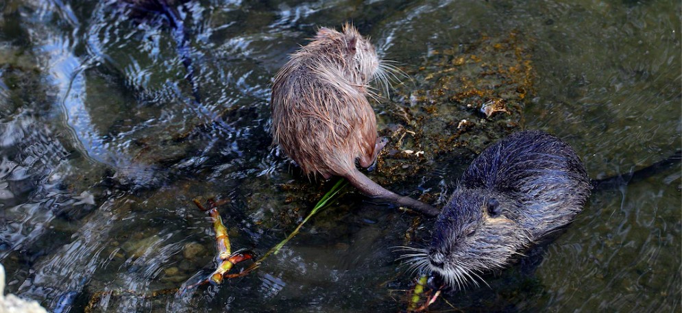 nutrie