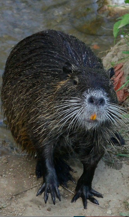 Un nutria
