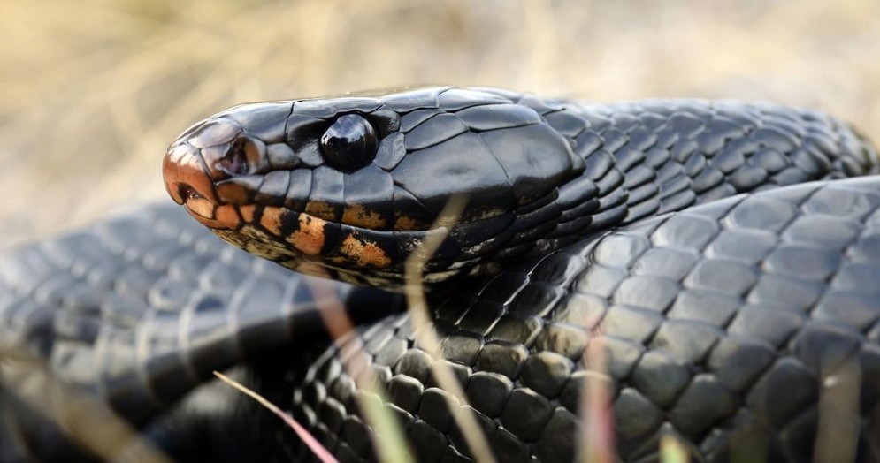 Un serpente nero