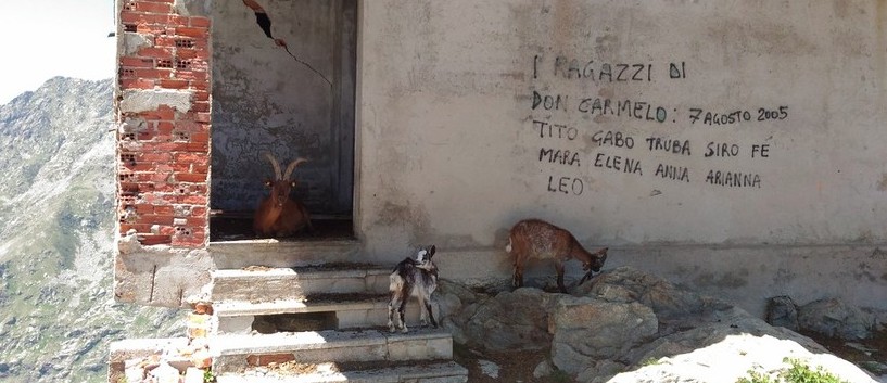 Gli animali saranno recuperati molto probabilente domani