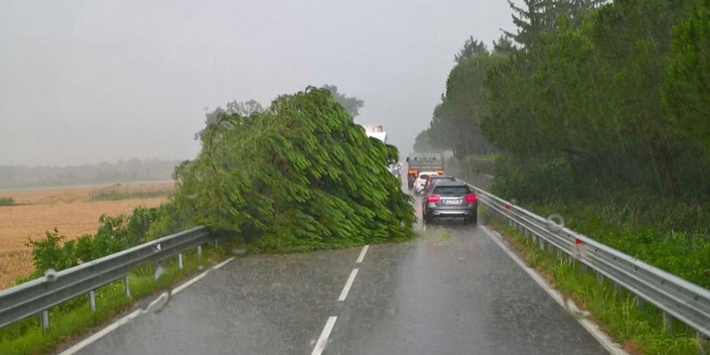 Maltempo: caduto un albero sulla statale, a Manzano. Segnalati i primi allagamenti