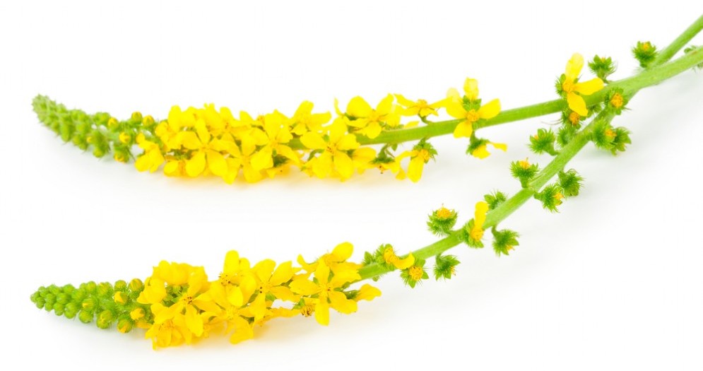 Fiori di bach per l'ansia nei bambini