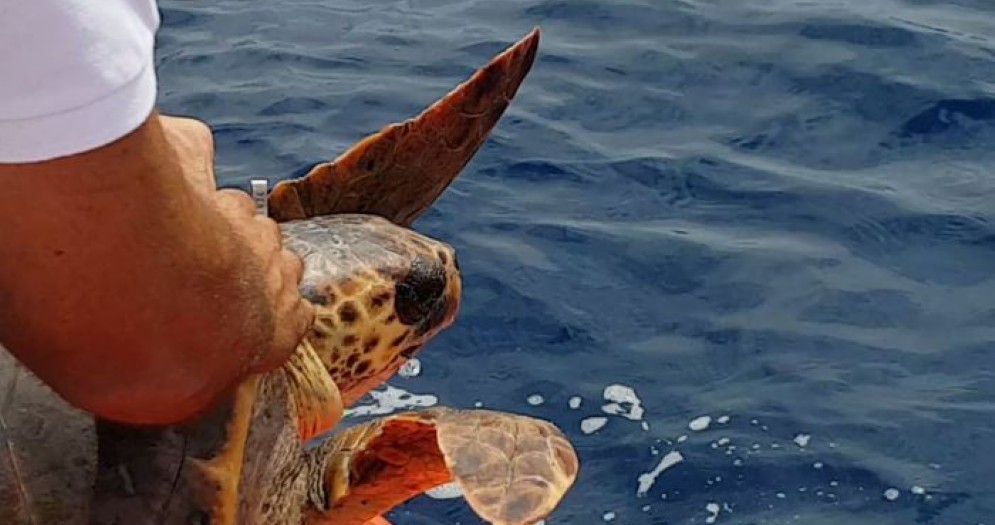 L'Acquario di Genova libera «Mirella» la tartaruga ferita