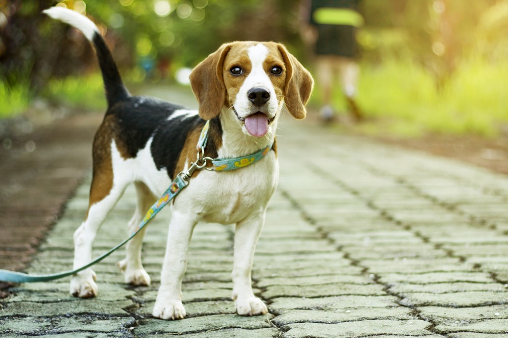 Il cane ci aiuta a rimanere attivi