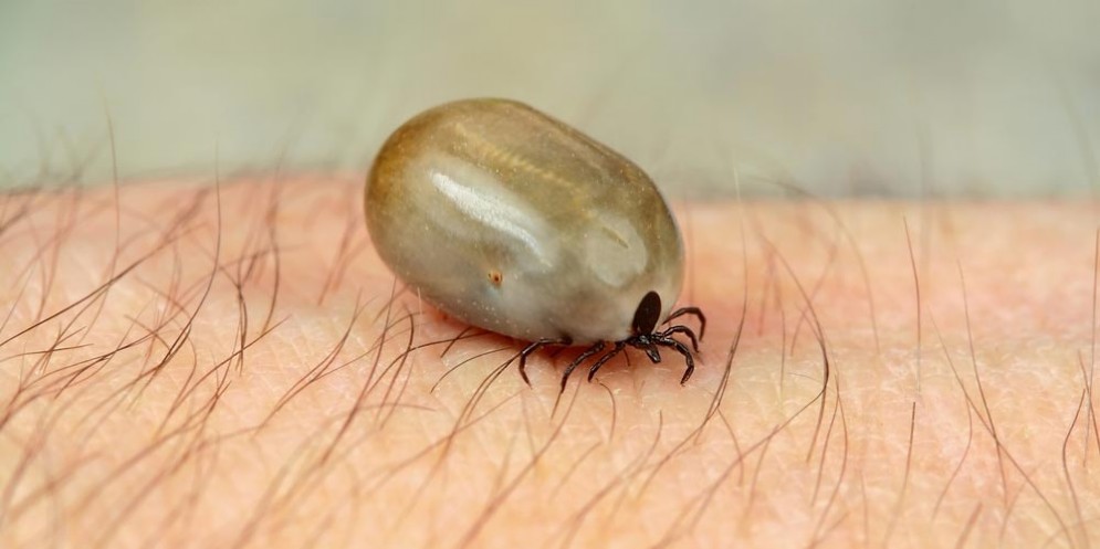 Zecca Ixodes ricinus pu trasmettere l'encefalite virale o TBE