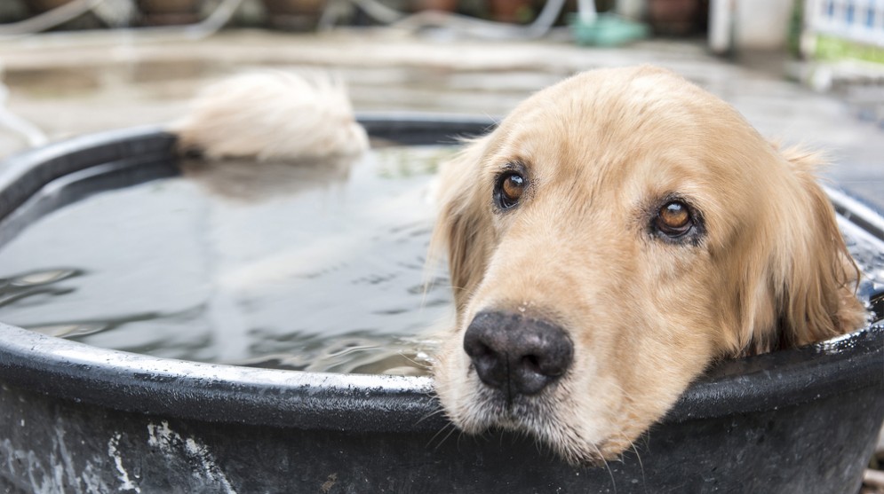 Proteggere cani e gatti dal caldo