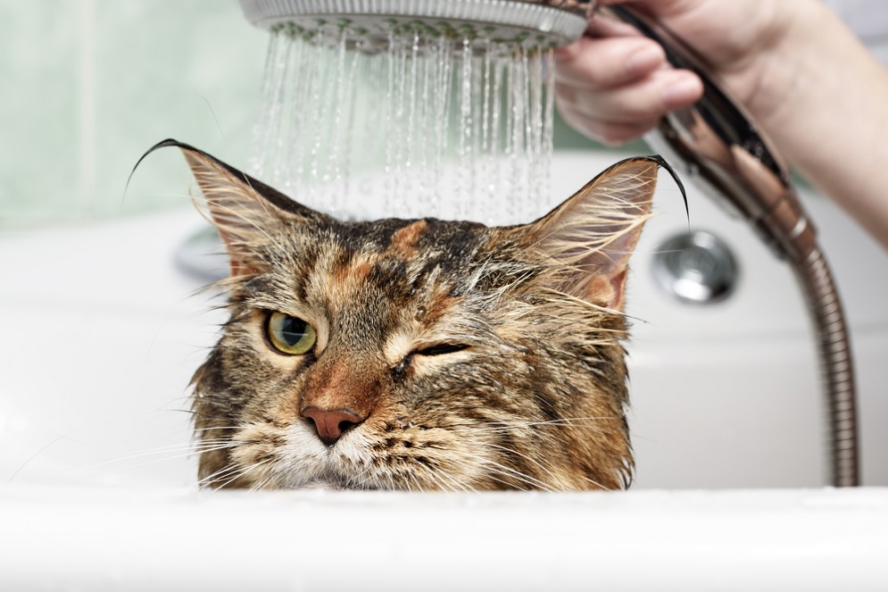 Giornata mondiale del gatto