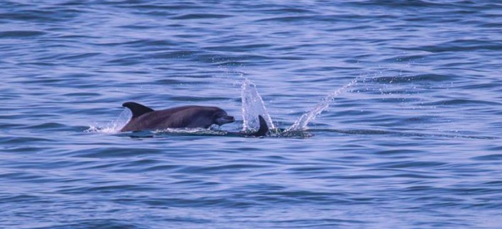 I delfini avvistati dall'associazione