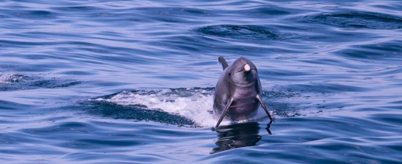 I delfini avvistati dall'associazione
