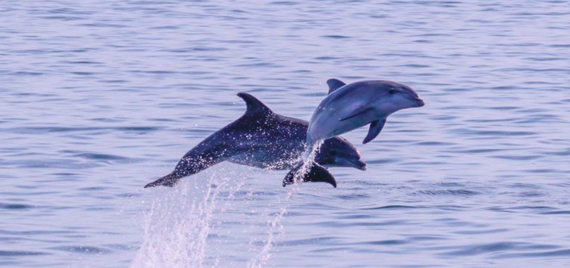 I delfini avvistati dall'associazione