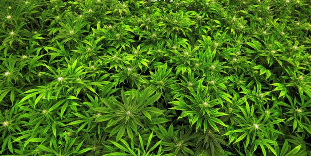 Piante di marijuana