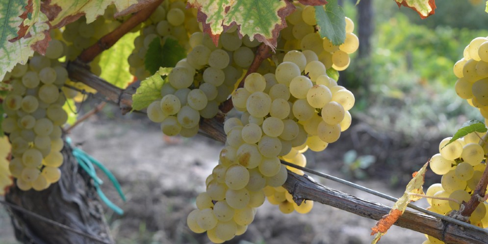 Confagricoltura Fvg: di nuovo a rischio la Ribolla gialla