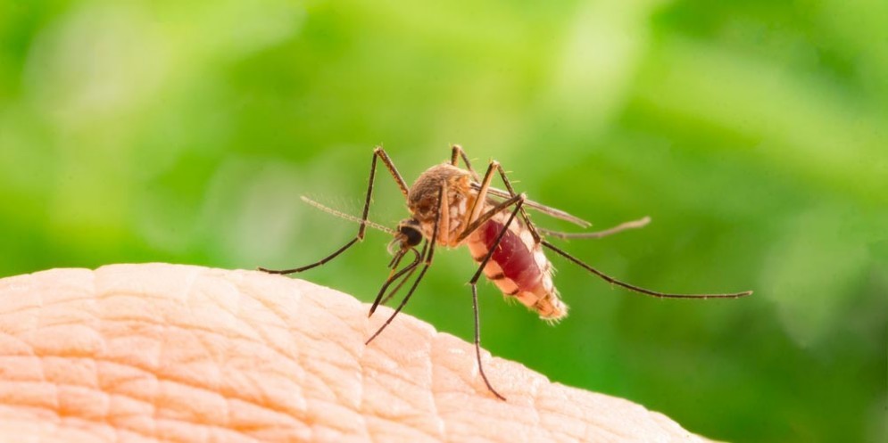 Malaria, tutto quello che c'è da sapere