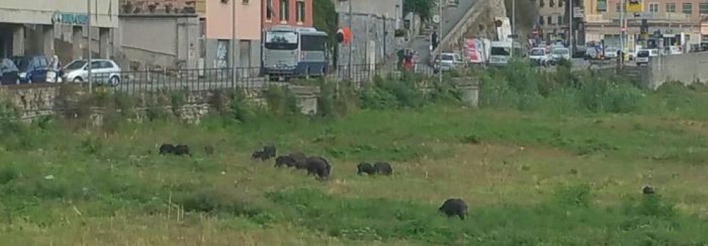 Cinghiali scorazzano nel greto del torrente Bisagno