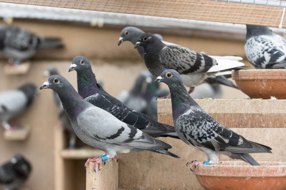 Famiglia intera intossicata dal Tallio