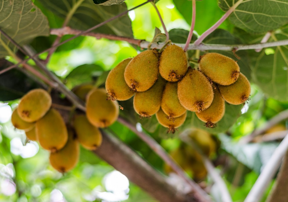 In Romagna il più grande impianto 4.0 per la lavorazione del kiwi
