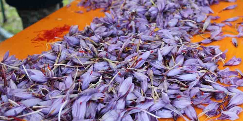 Dardago celebra il suo prodotto tipico: zafferano come innovazione agricola e strumento di coesione sociale