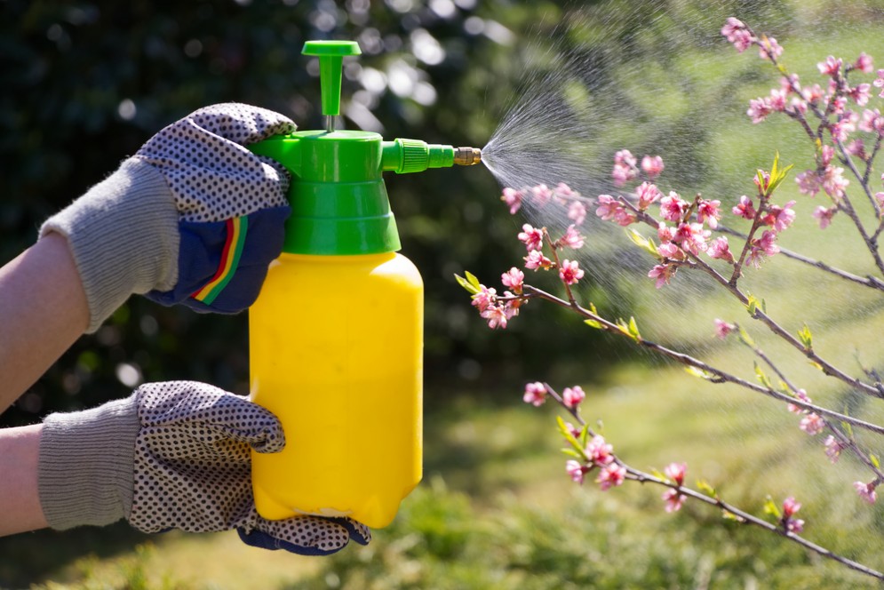 Rimedi naturali per le cimici asiatiche