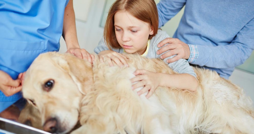 Polpette killer di cani a Genova