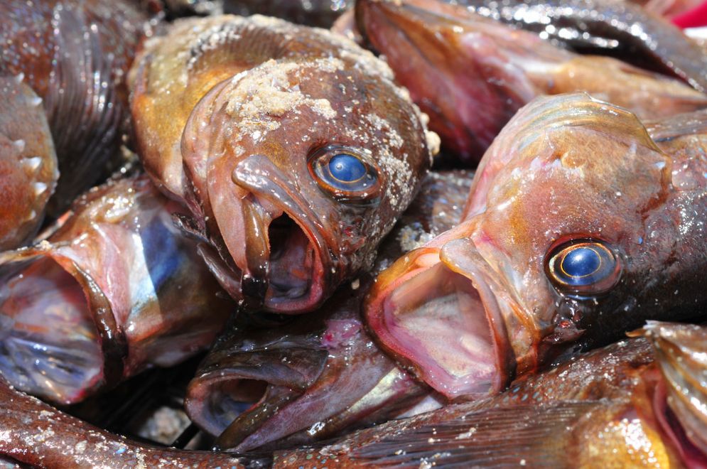 Pesce