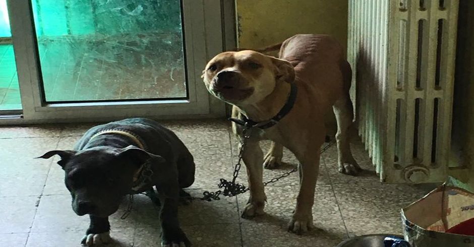 Pitbull maltrattati