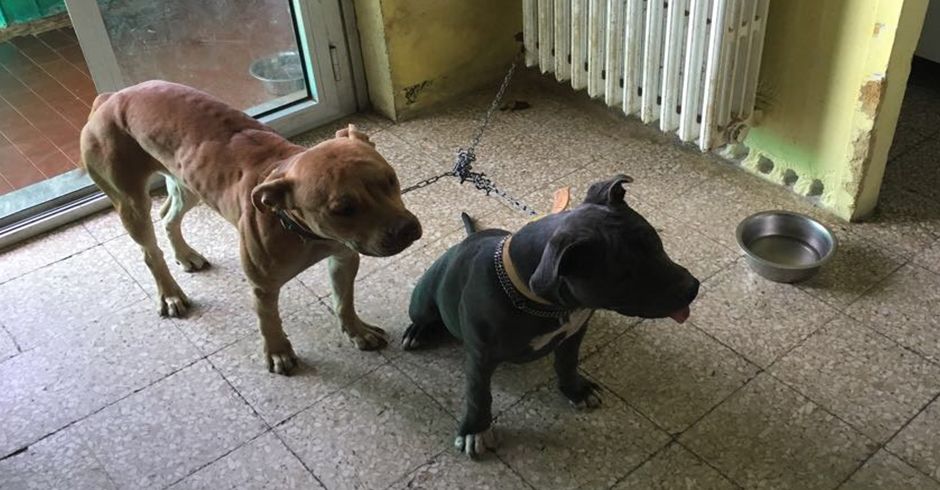 Pitbull maltrattati