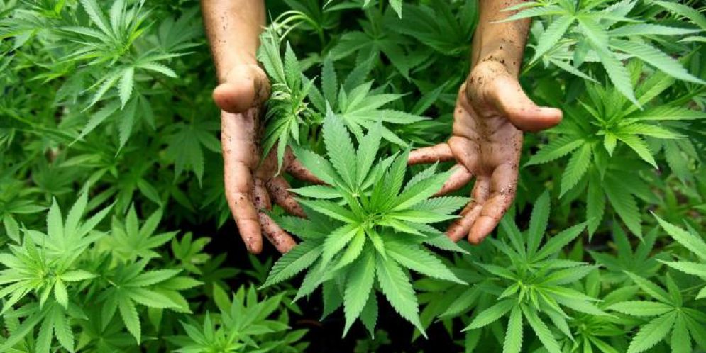 Pianta di marijuana