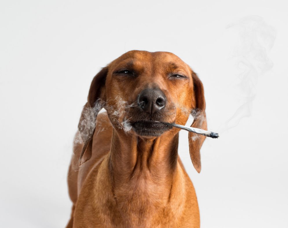 Fumo passivo e cani