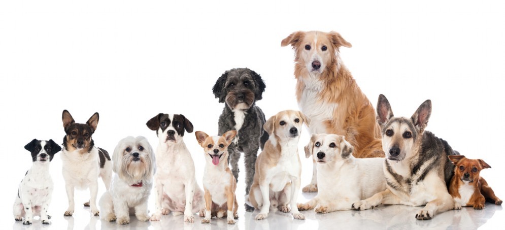 Per i proprietari di cani la gamma di servizi di test del DNA disponibili sul mercato è ora più ampia che mai