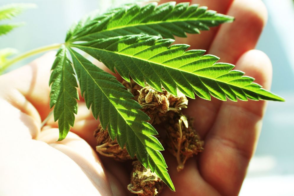 Carol Francey fuma marjuana da 50 anni